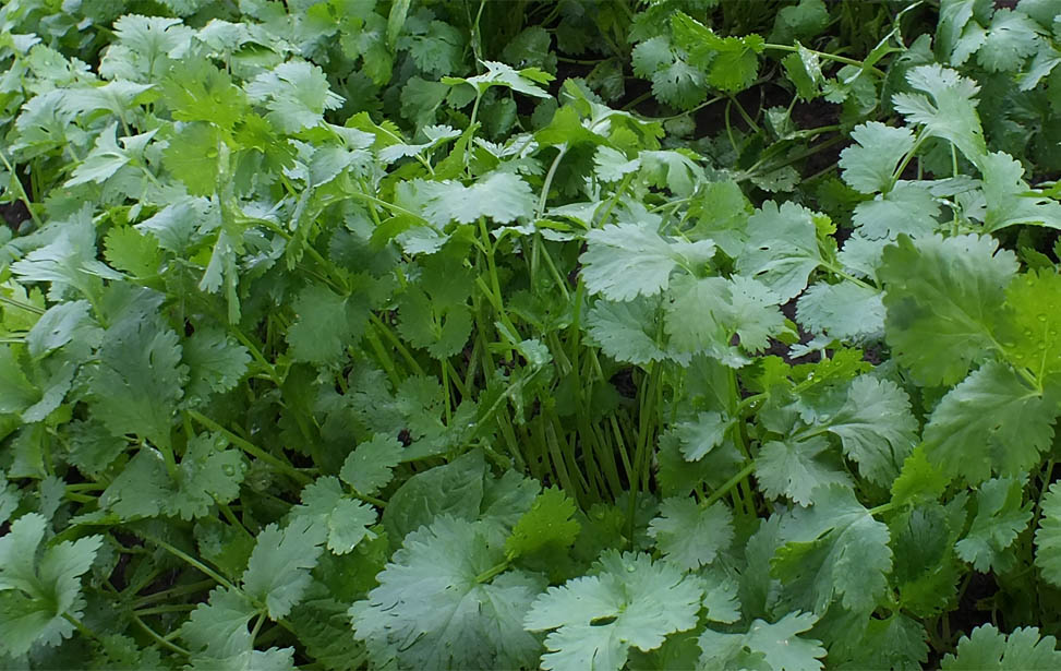 Coriander