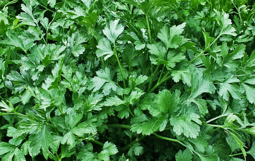 parsley