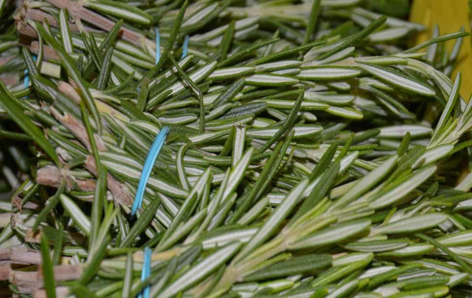 Rosemary