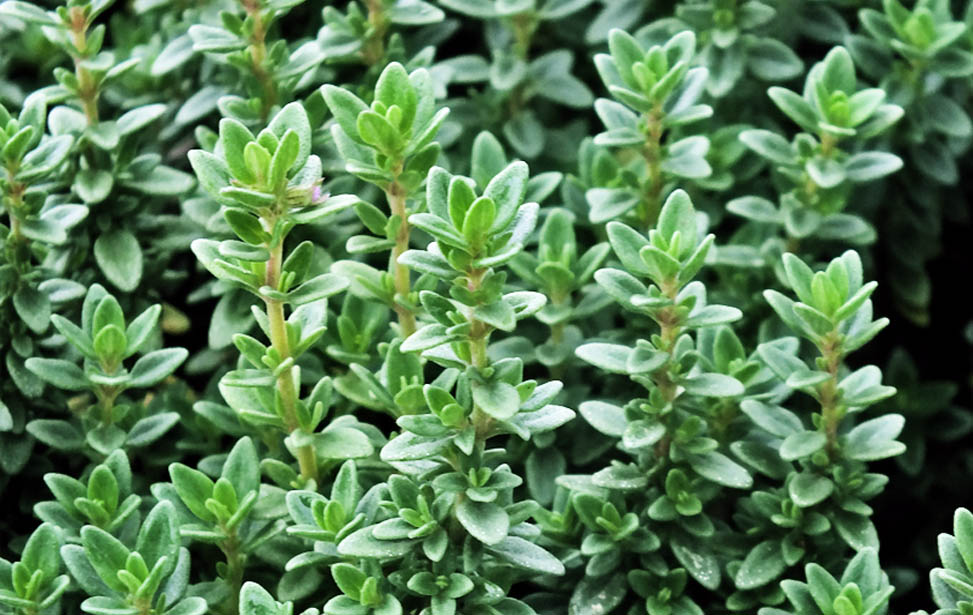 Thyme
