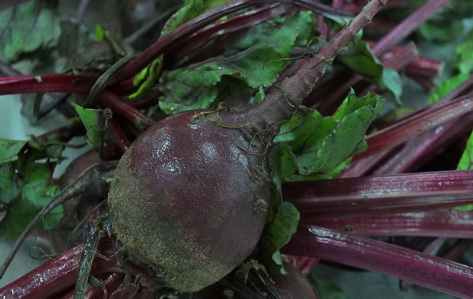 Beetroot