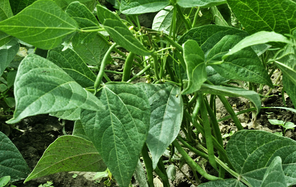 Green bean