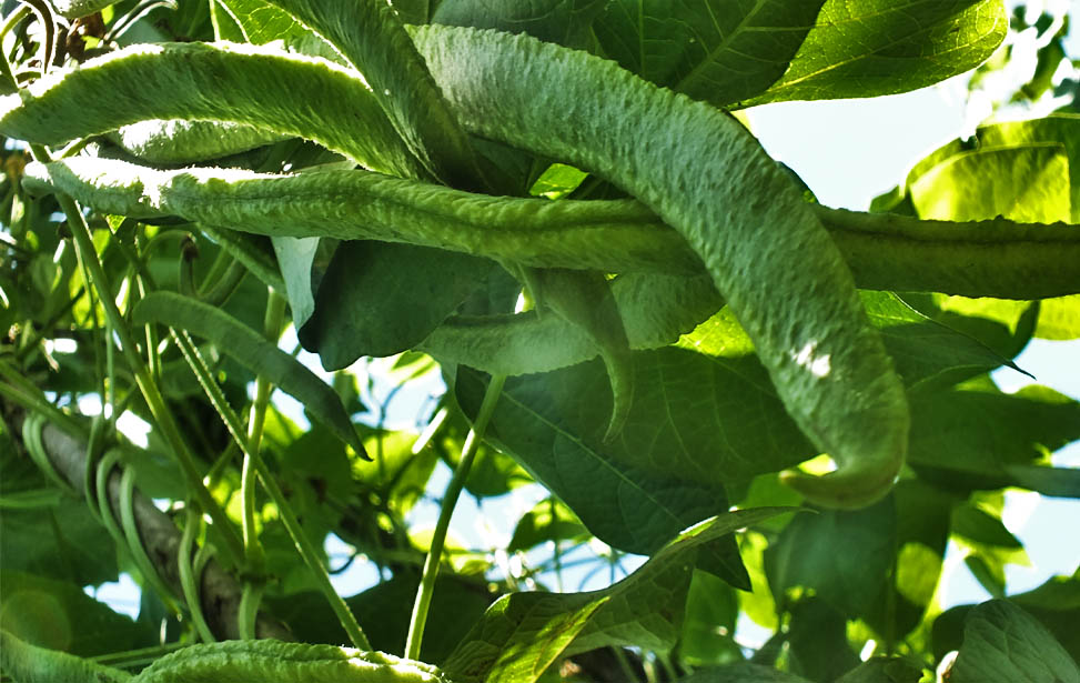 Runner bean