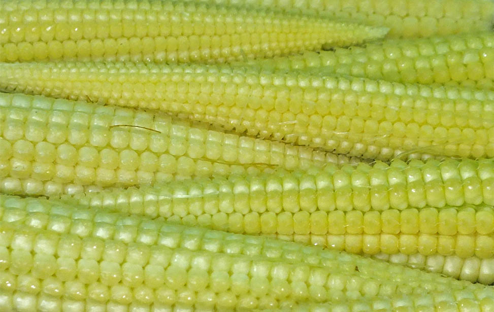 Baby Corn