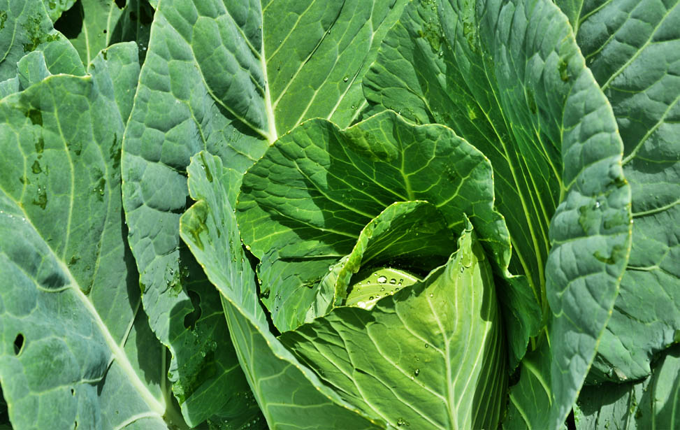 Cabbage