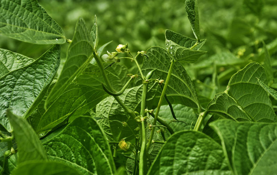 Green beans