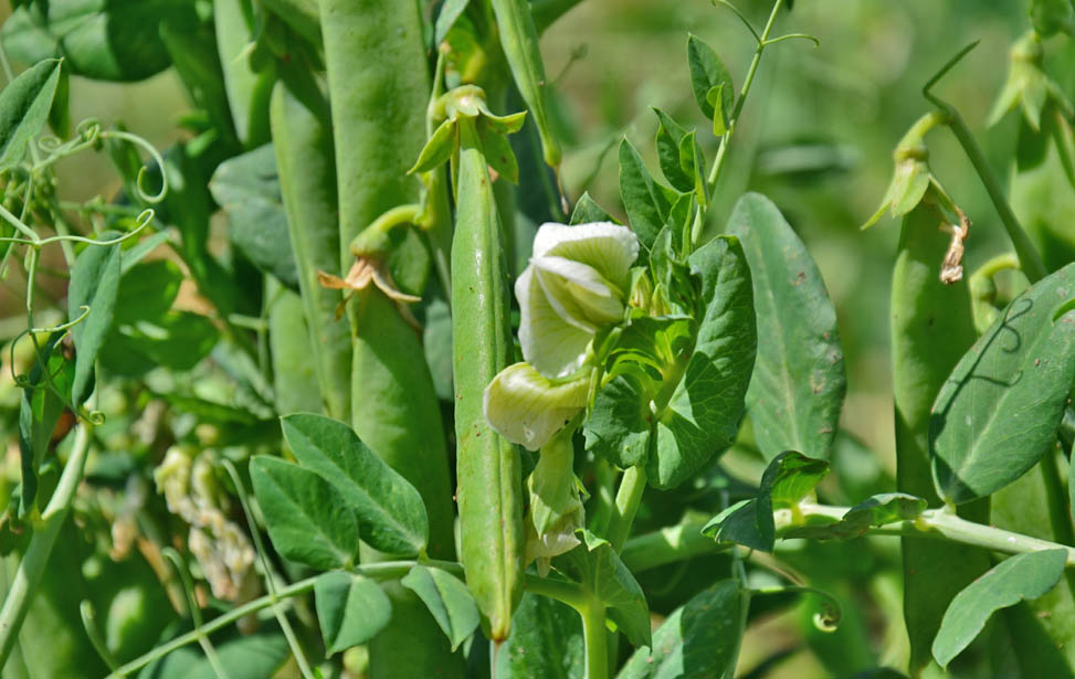 Snap peas